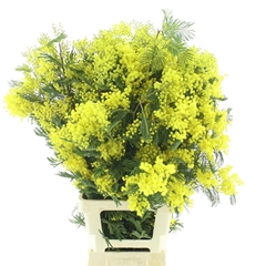 Acacia Baileyana Per Bunch 100cm