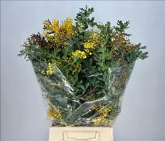 Acacia Baileyana Green 65cm 200gr.