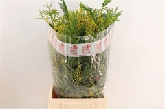 Acacia Baileyana Per Bunch 60cm 150gr.