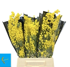 Acacia Baileyana Per Bunch 55cm 150gr.