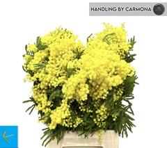 Acacia Baileyana Per Bunch 60cm 200gr.